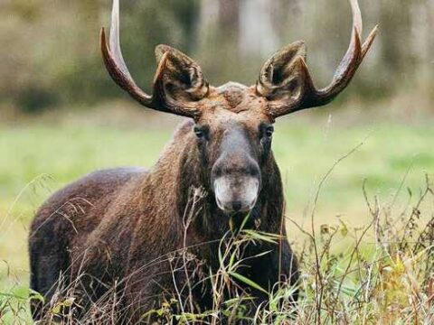 Тур на сыроварню ГрандМилк-Налибокскую пущу из Витебска